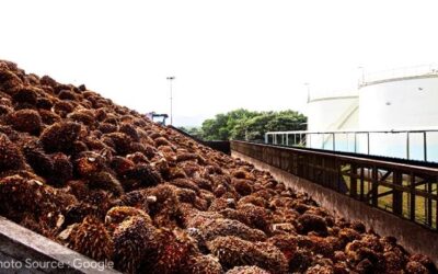 Jasa Fabrikasi/Pembuatan Sistem dan Mesin Conveyor Pabrik Kelapa Sawit